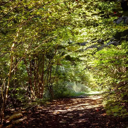 Apartment Waldfeeling Brilon